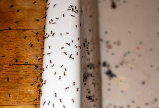 Wildlife Control Services in Rutgers University Busch Campus, NJ